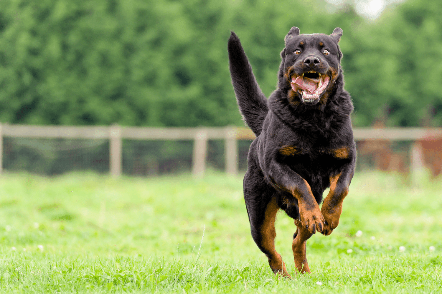 Gebeten door een hond