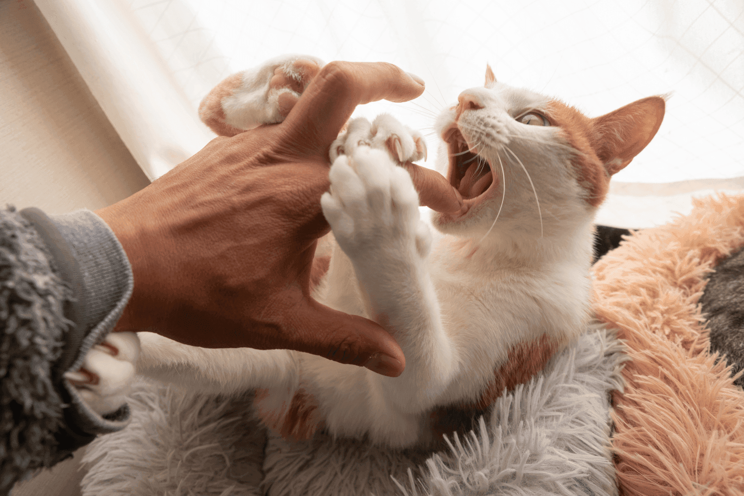 Gebeten hand door kat – letsel door huisdier
